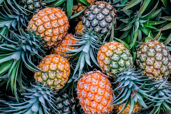 datos sobre la piña
