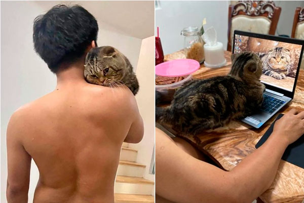 Jarvis el gato le robó a su marido