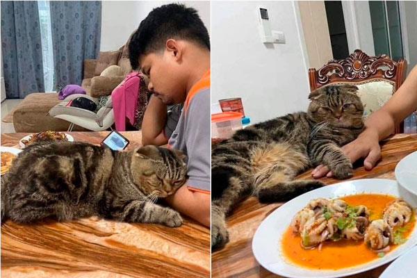 Jarvis el gato le robó a su marido