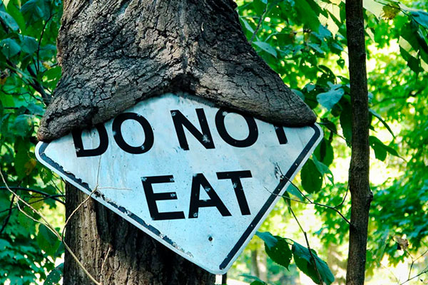 árboles que comen cosas