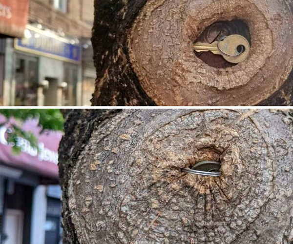 árboles que comen cosas