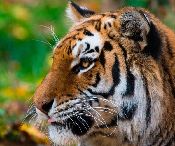 Zoológico del Bronx ha contraído COVID-19