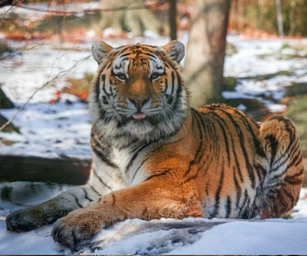 Zoológico del Bronx ha contraído COVID-19