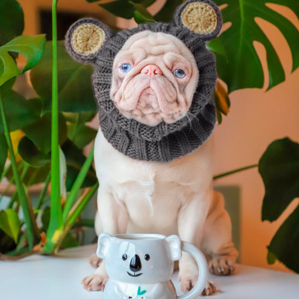 cachorro rosado gana más de 76.000 seguidores en Instagram