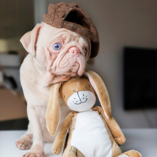 cachorro rosado gana más de 76.000 seguidores en Instagram