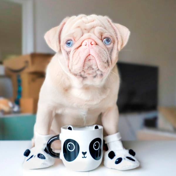cachorro rosado gana más de 76.000 seguidores en Instagram