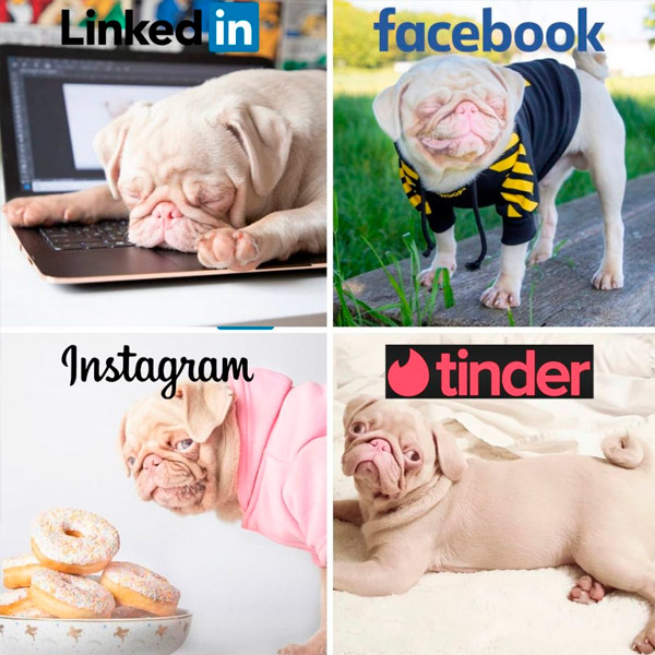 cachorro rosado gana más de 76.000 seguidores en Instagram