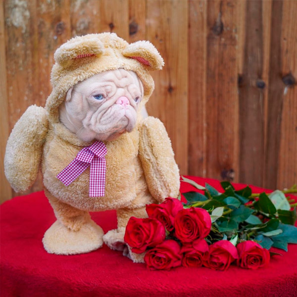 cachorro rosado gana más de 76.000 seguidores en Instagram