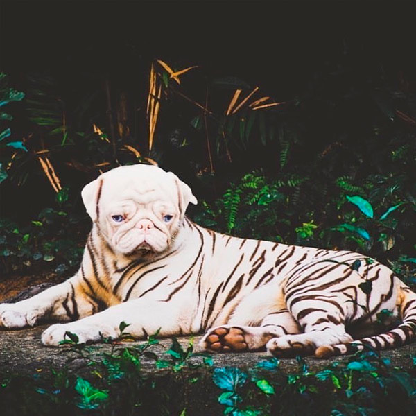 cachorro rosado gana más de 76.000 seguidores en Instagram
