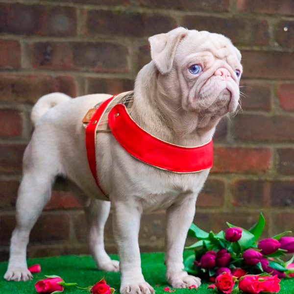 cachorro rosado gana más de 76.000 seguidores en Instagram
