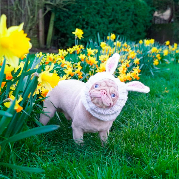 cachorro rosado gana más de 76.000 seguidores en Instagram