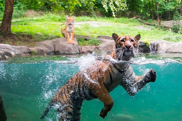 Zoológico del Bronx ha contraído COVID-19