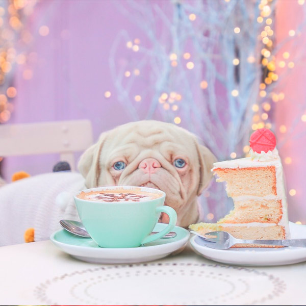 cachorro rosado gana más de 76.000 seguidores en Instagram