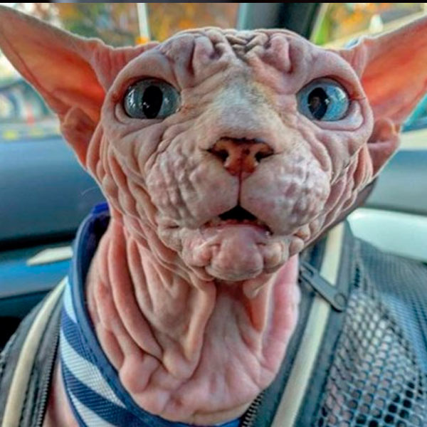Xherdan El Gato Desnudo