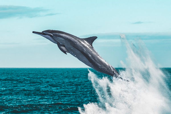 los tiburones le temen a los delfines