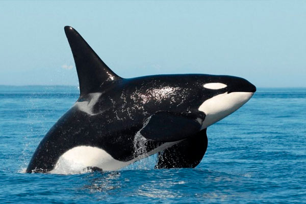 los tiburones le temen a los delfines