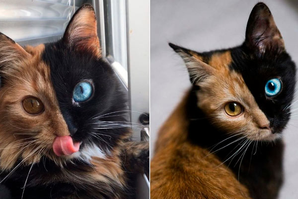 Quimera el gato de dos caras