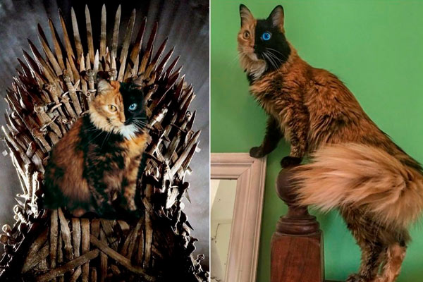 Quimera el gato de dos caras