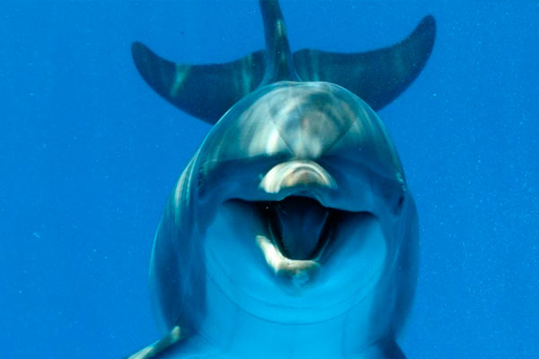 los tiburones le temen a los delfines
