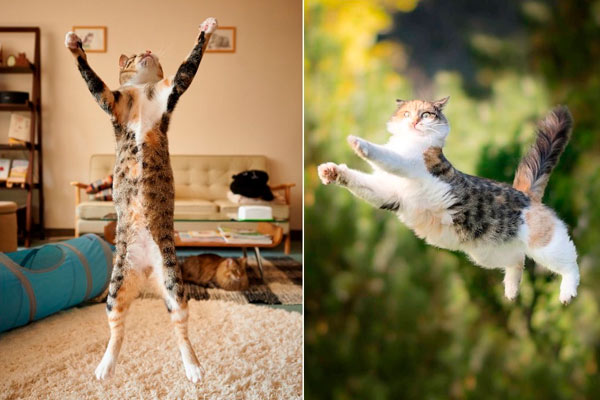 gatos voladores definitivos