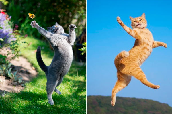 gatos voladores definitivos