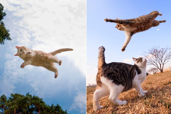 gatos voladores definitivos