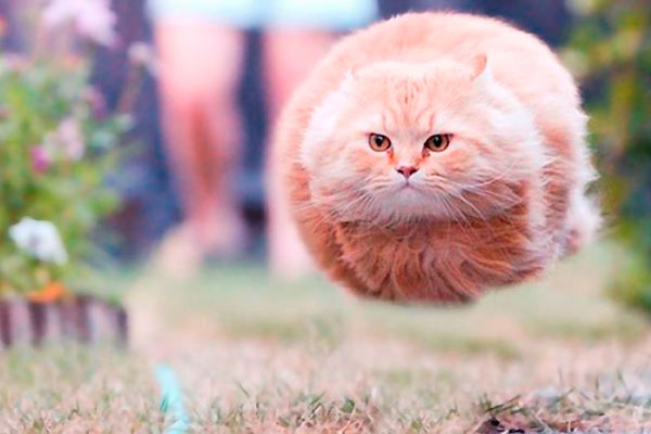 gatos voladores definitivos