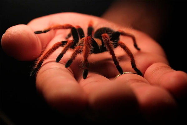 Mordidas de araña