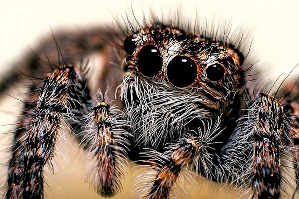 Mordidas de araña