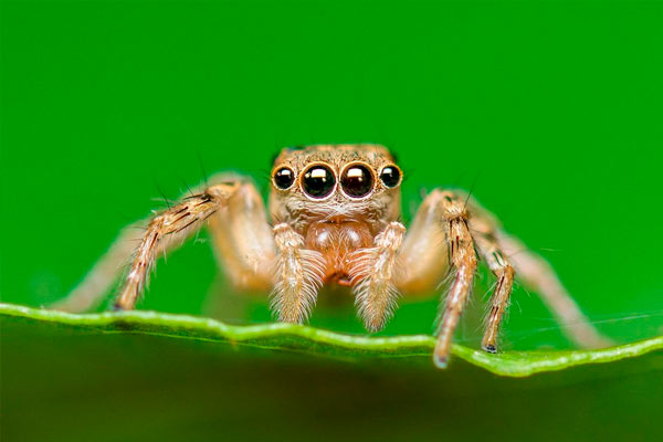 Mordidas de araña