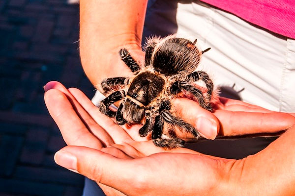 Mordidas de araña