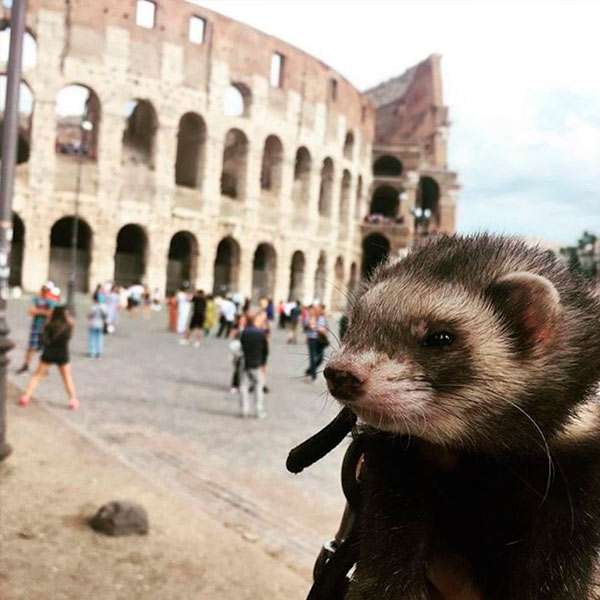 viaja por el mundo con su mascota