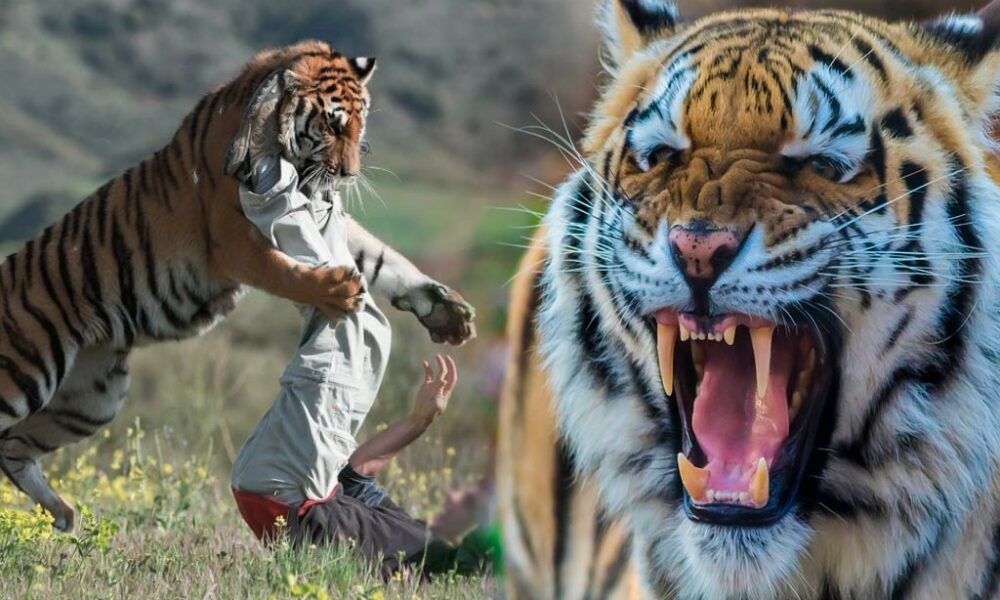 protegerte de los animales salvajes