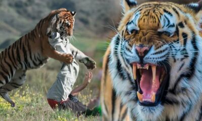 protegerte de los animales salvajes