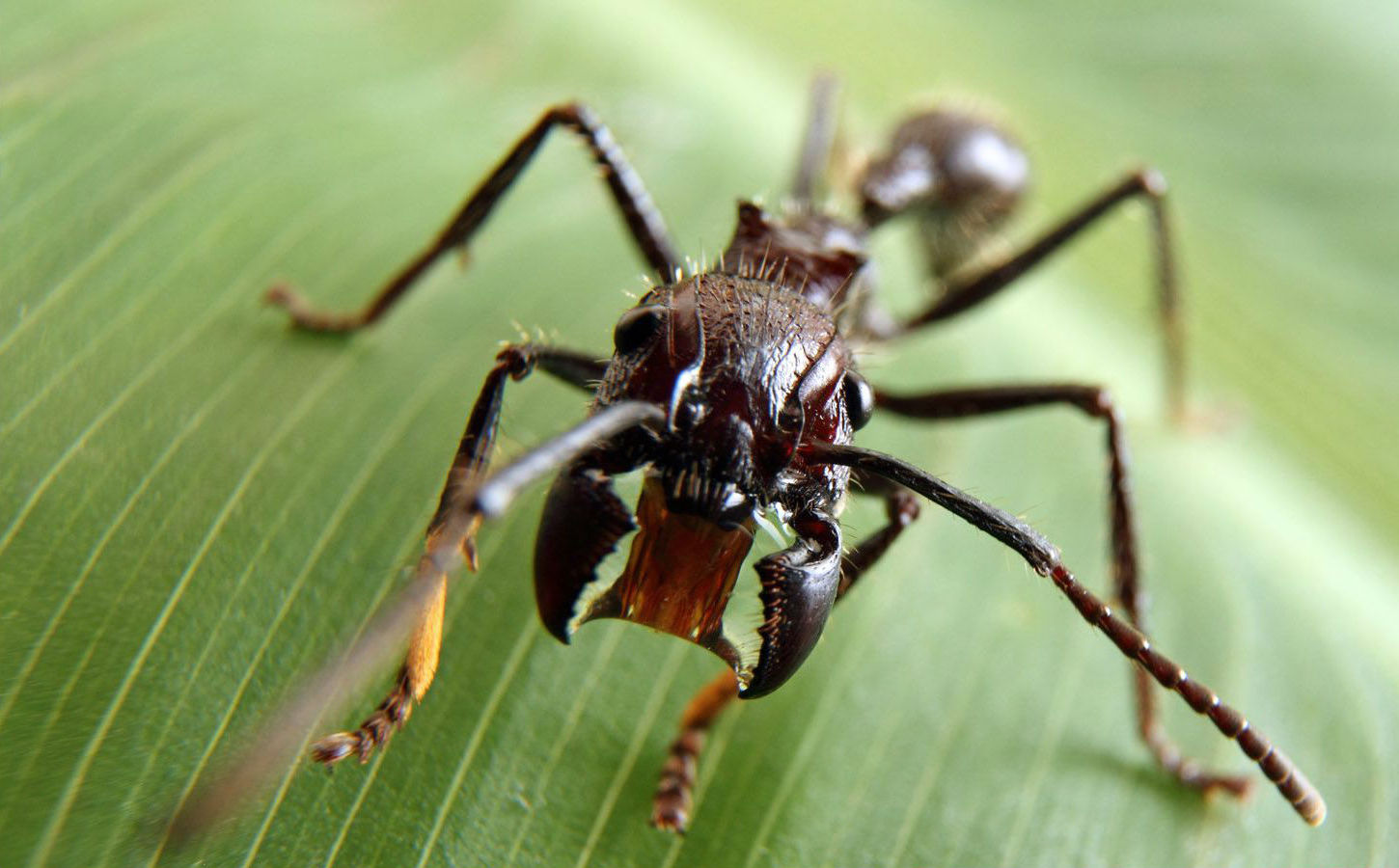 Hormigas bala | Los insectos más mortíferos del mundo. bayas de cerebro