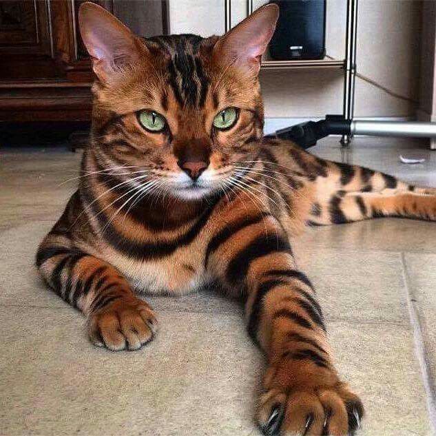 Acuario (20 de enero - 19 de febrero). Gato exótico |: ¿Cuál es la mascota perfecta para ti según tu signo del zodíaco? |: bayas de cerebro