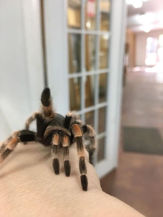 Escorpio (23 de octubre - 21 de noviembre). Tarántula |: ¿Cuál es la mascota perfecta para ti según tu signo del zodíaco? |: bayas de cerebro