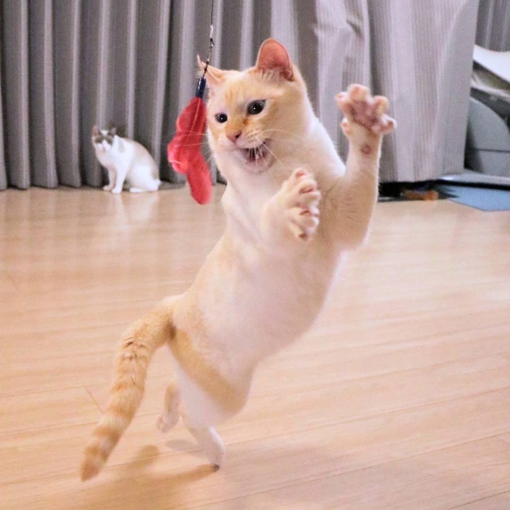 Gato bailarín japonés n.° 10 | bayas de cerebro