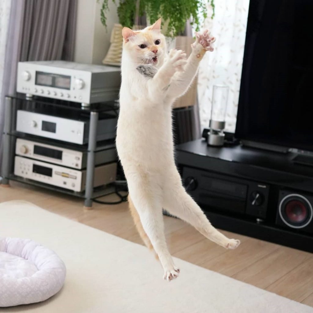 Gato bailarín japonés n.° 11 | bayas de cerebro