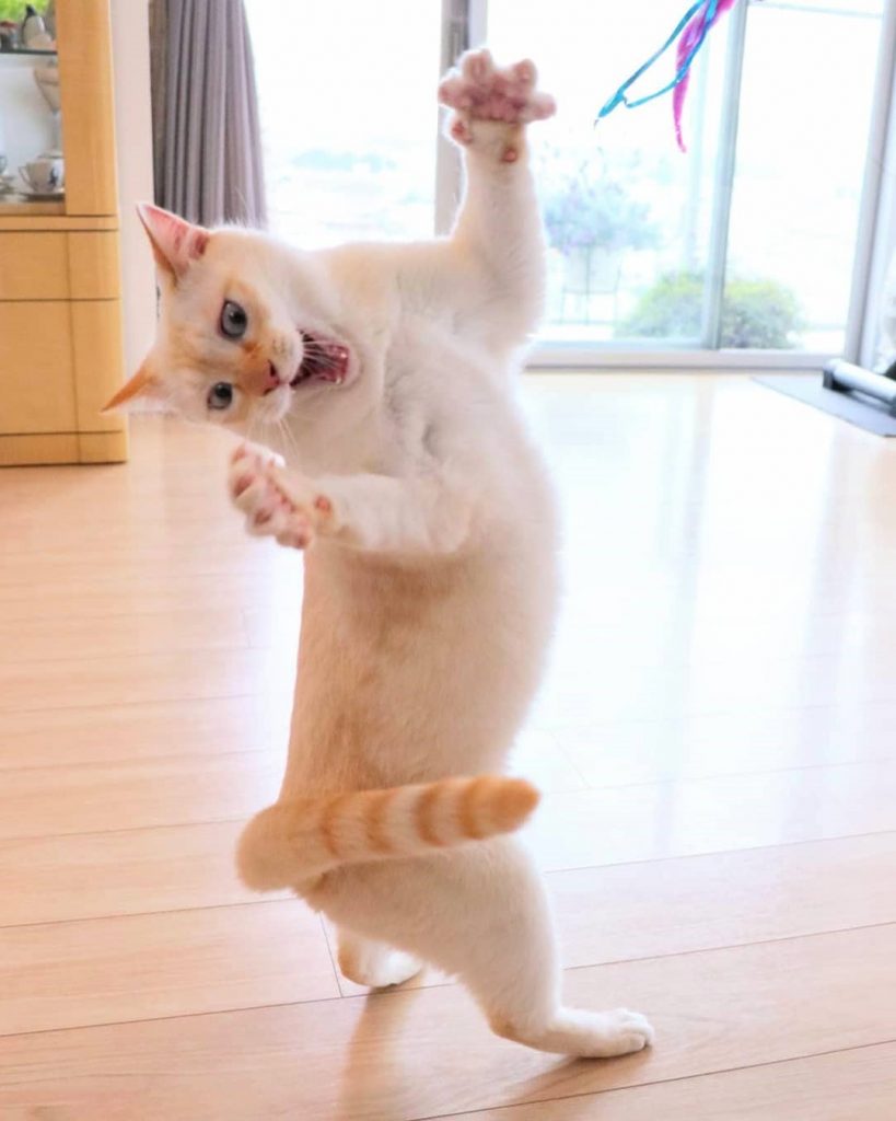 Gato bailarín japonés n.° 2 | bayas de cerebro