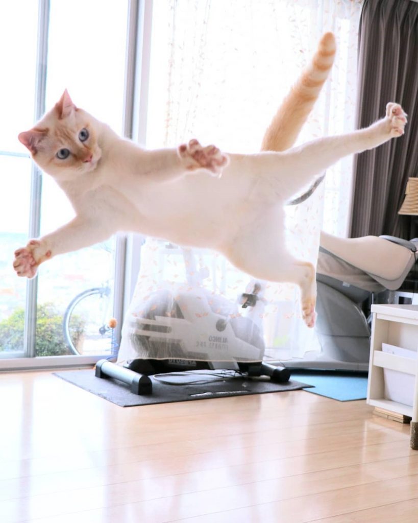 Gato bailarín japonés n.° 3 | bayas de cerebro