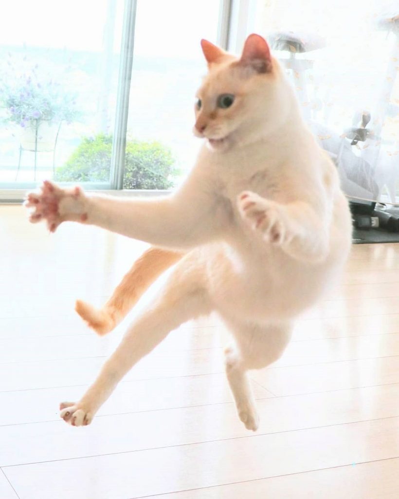 Gato bailarín japonés n.° 4 | bayas de cerebro