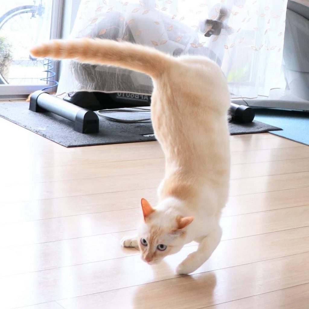 Gato bailarín japonés n.° 5 | bayas de cerebro