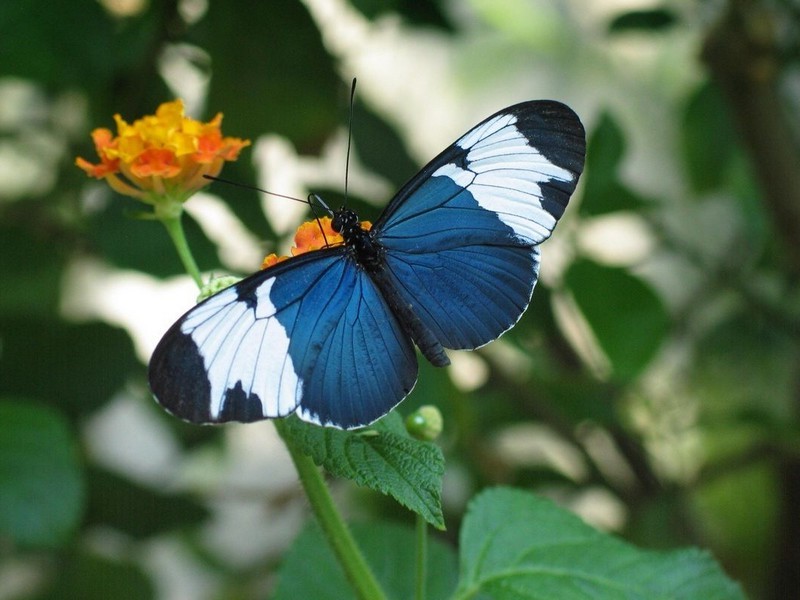 Alas largas de Sapho |: Las 7 mariposas más bellas del mundo. CerebroBerry: