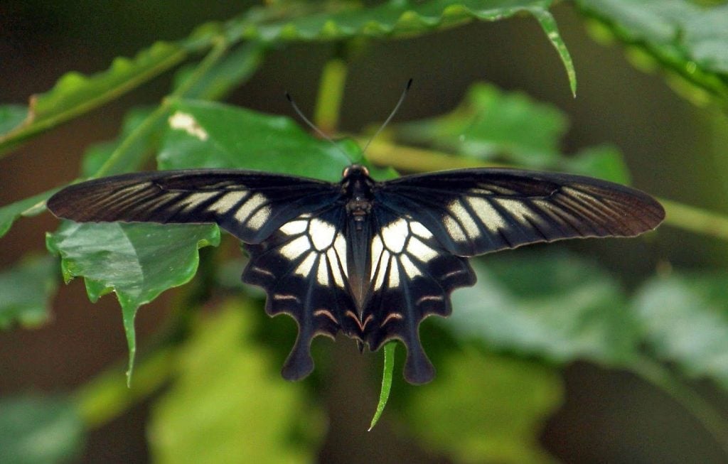 Rosa de Ceilán de Sri Lanka | Las 7 mariposas más bellas del mundo. CerebroBerry: