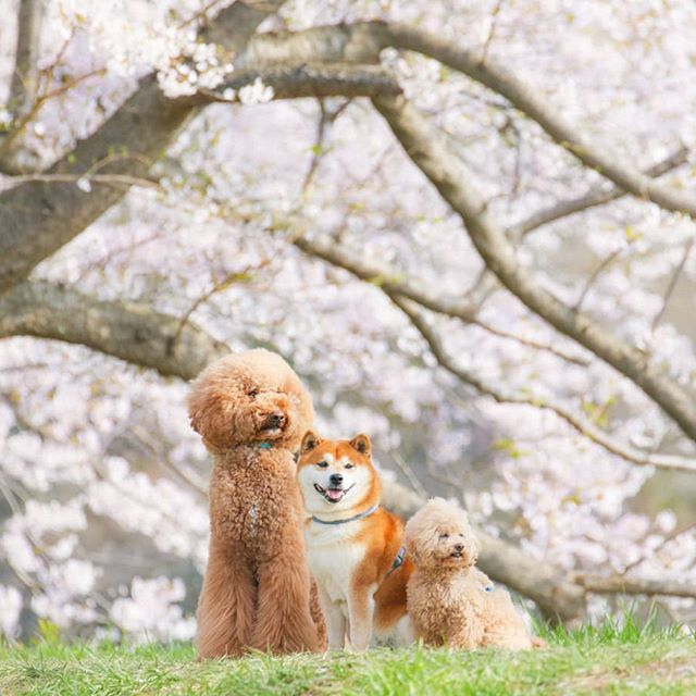 El Shiba Inu más feliz en Instagram #14 | bayas de cerebro