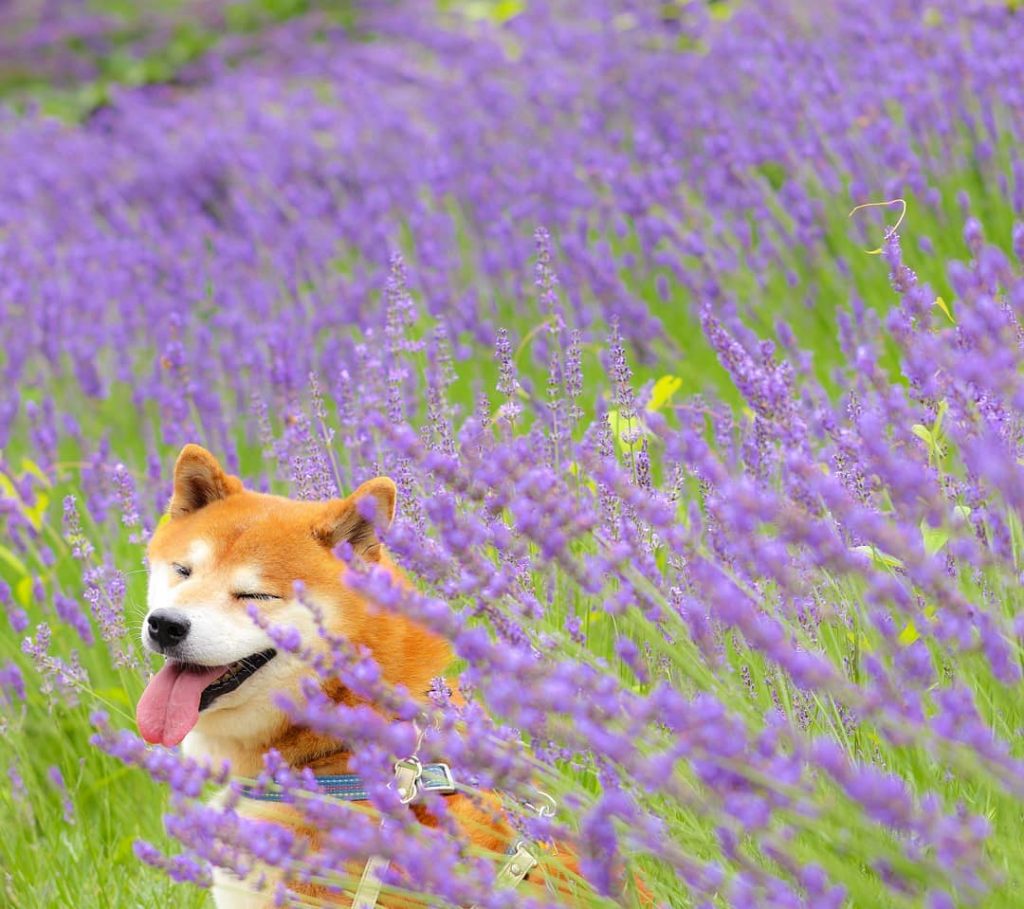 El Shiba Inu más feliz en Instagram #16 | bayas de cerebro