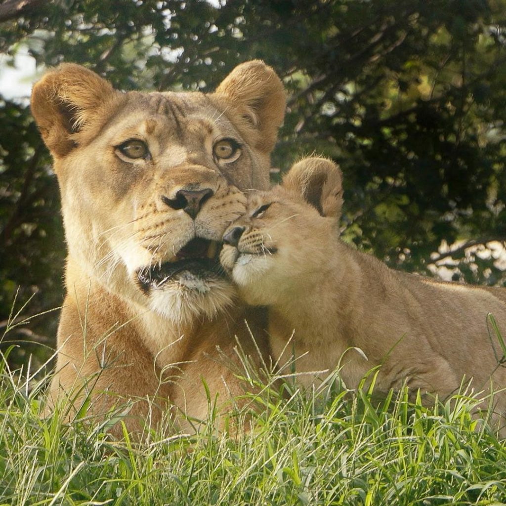 La madre de Bahati | Simba de acción real de Disney se basó en el león más lindo de todos los tiempos. |: bayas de cerebro