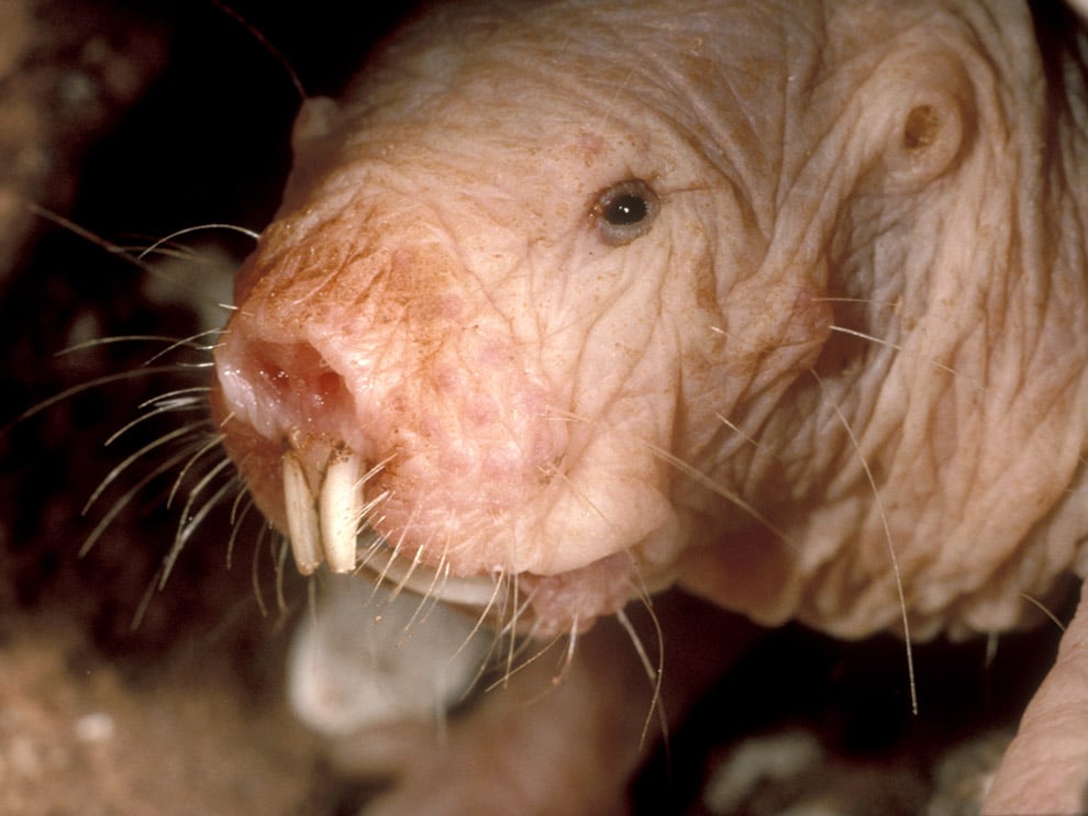 15 de los animales más aterradores que nunca conociste 11