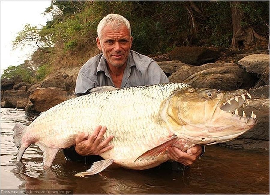 15 de los animales más aterradores que nunca conociste 26